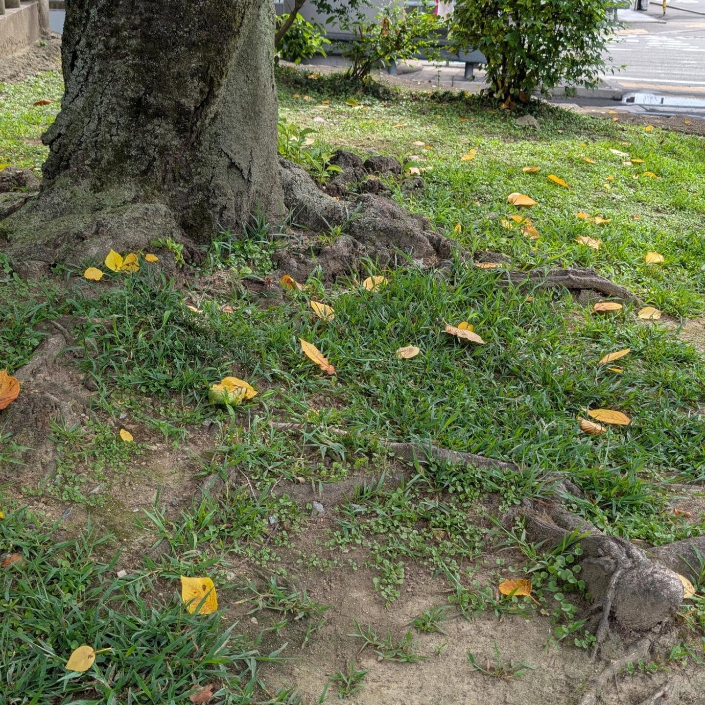 出先で　花が咲いていたので撮ってみました😊