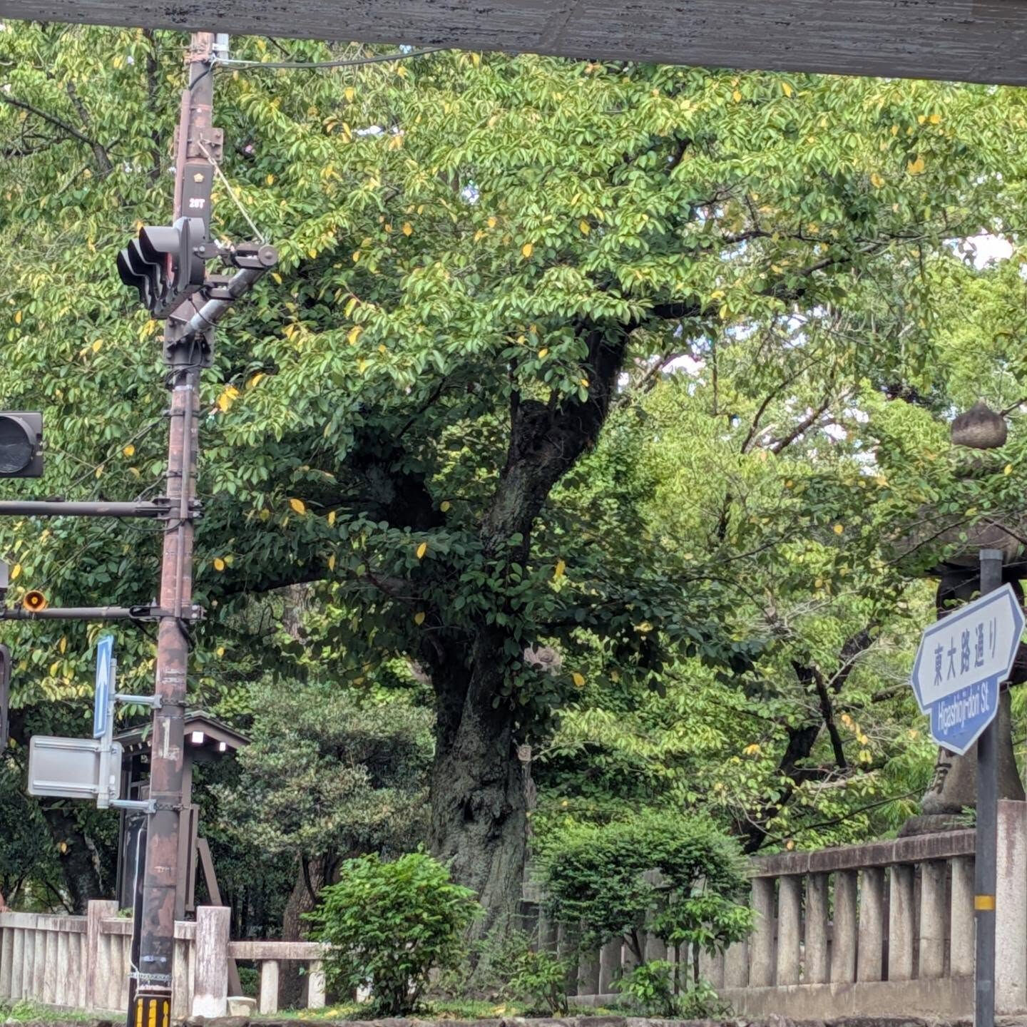 出先で　花が咲いていたので撮ってみました😊