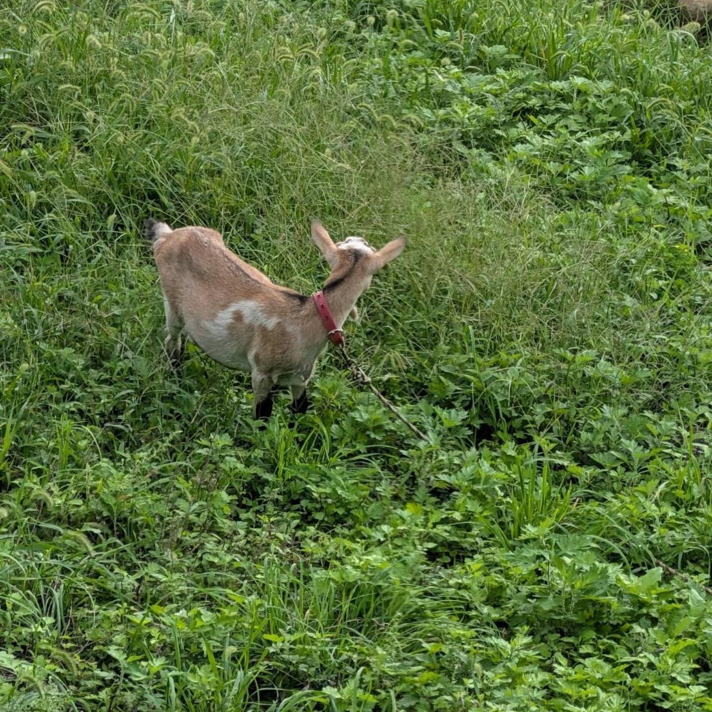 途中で見かけた　ヤギさん 