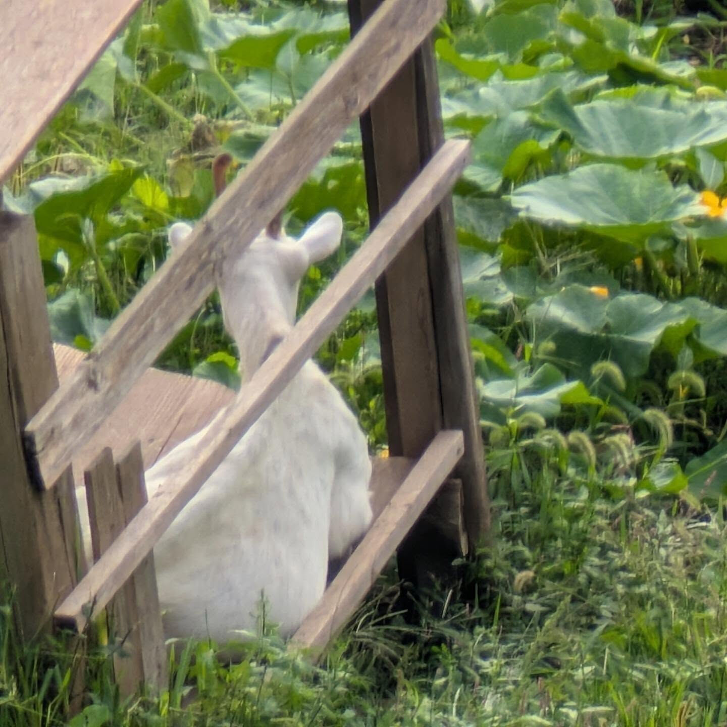 途中で見かけた　ヤギさん 