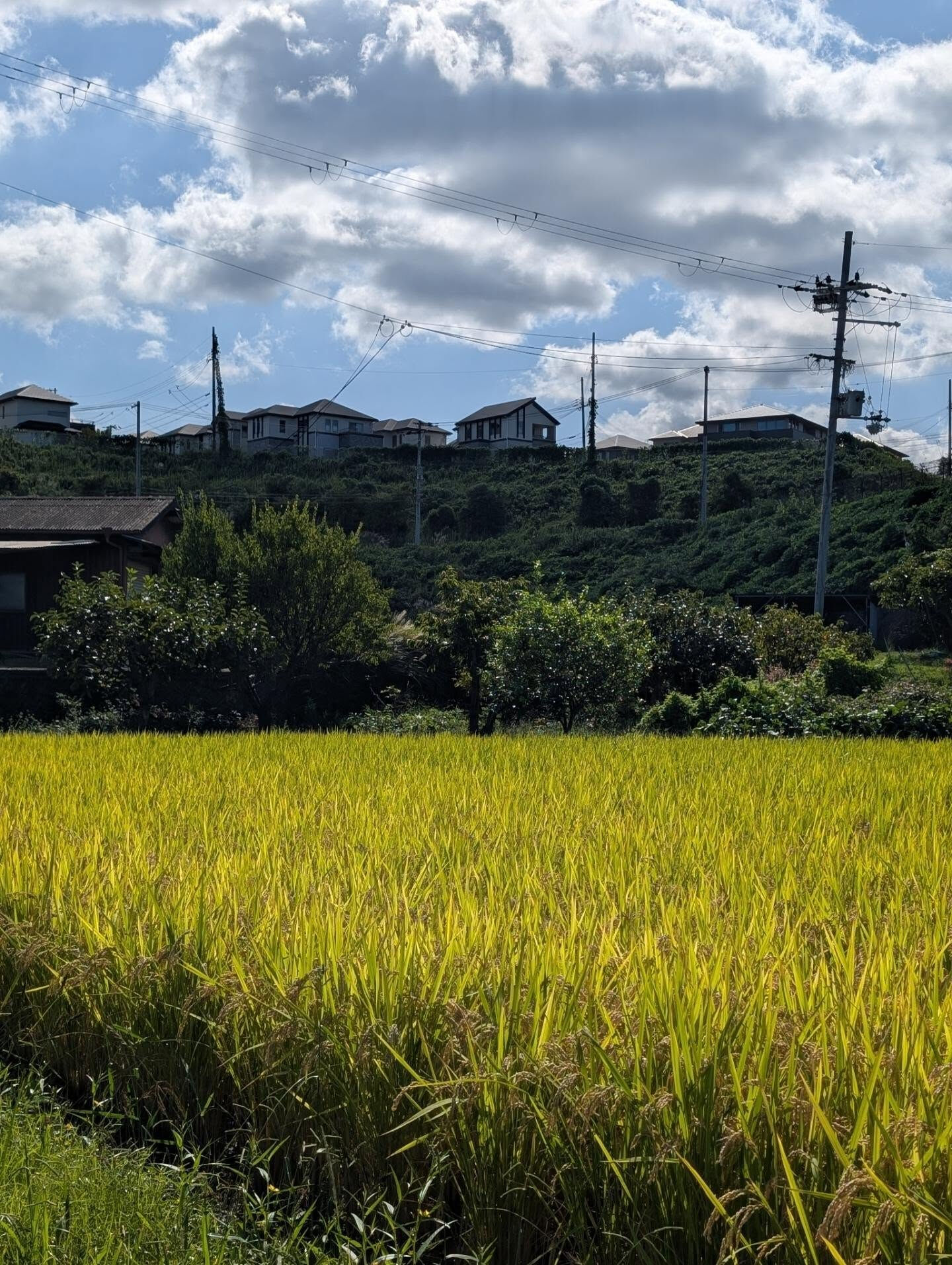 木津川市　実りの季節