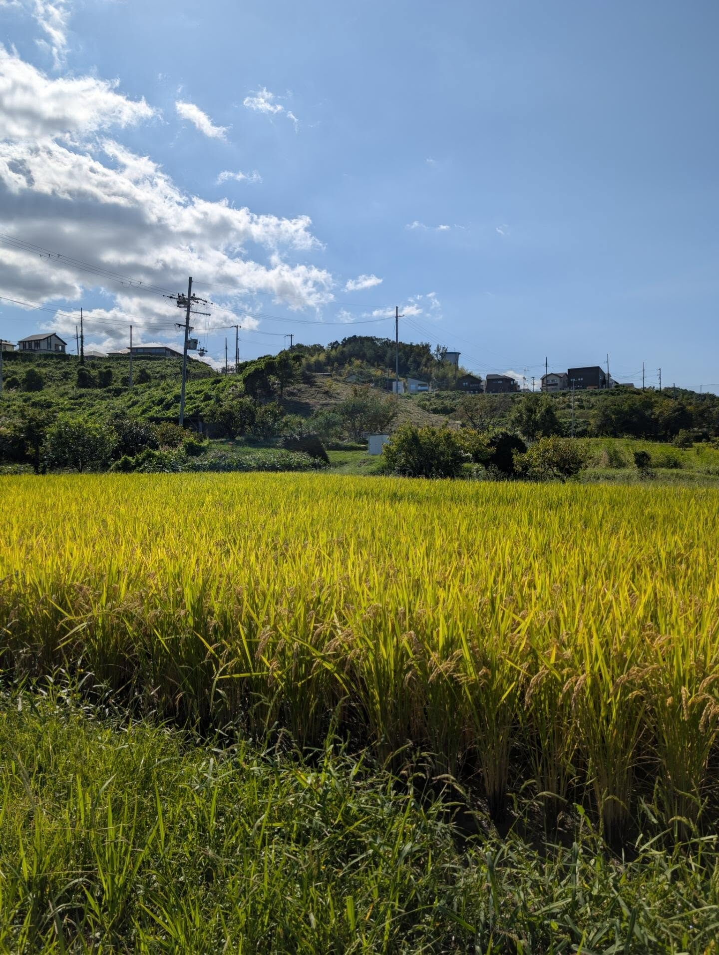 木津川市　実りの季節