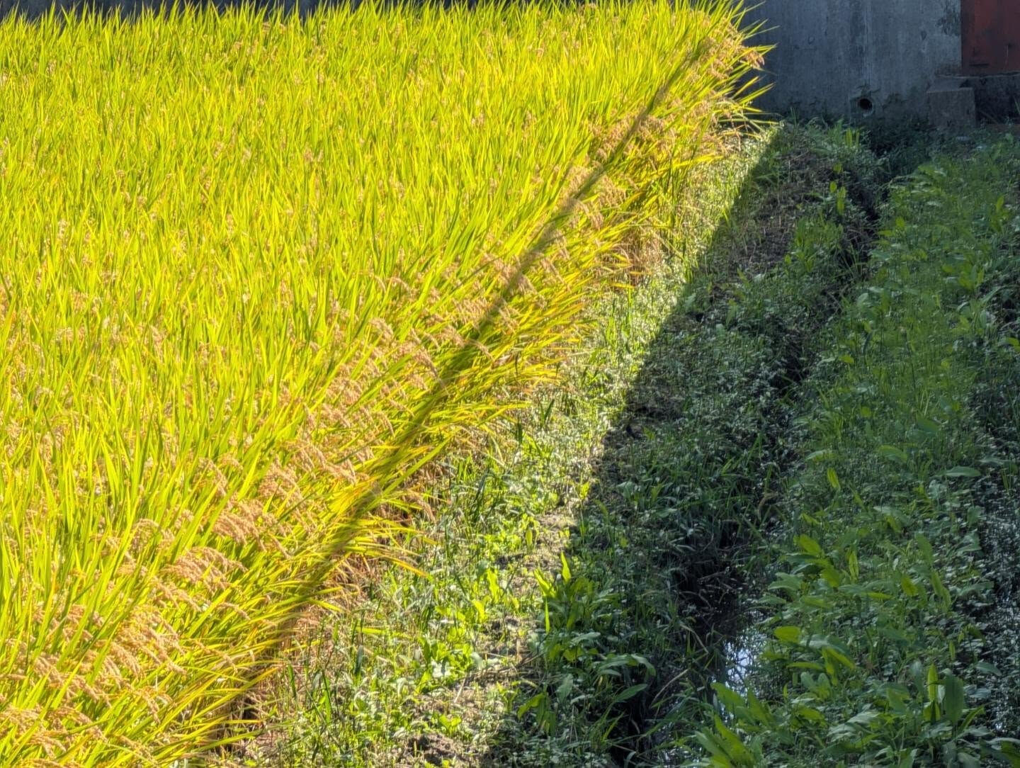 木津川市　実りの季節
